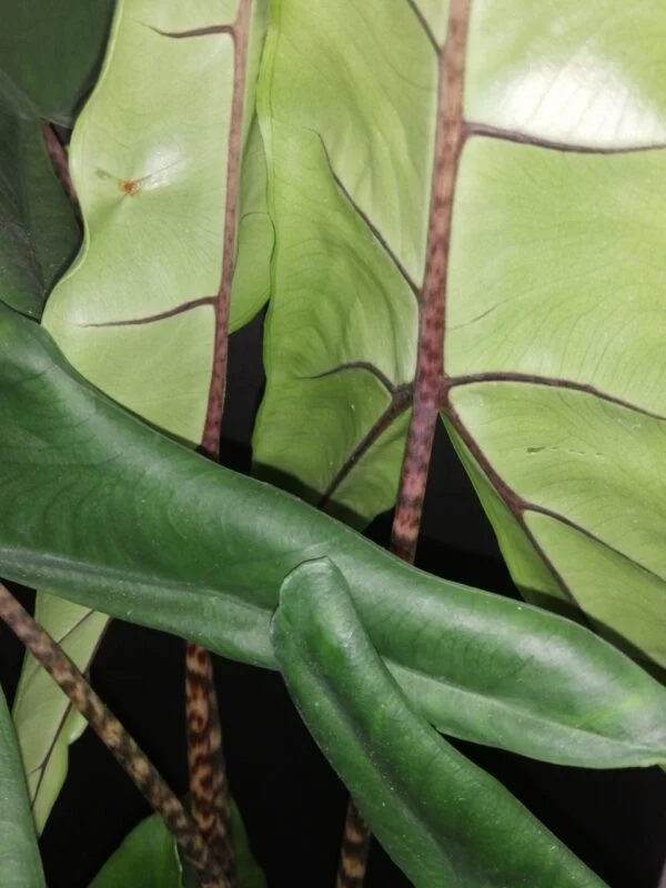 Alocasia tigrina, foto 2