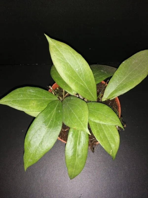 Hoya meredithii, foto 2