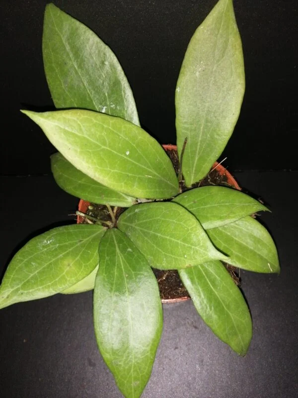 Hoya meredithii, foto 3