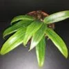 Hoya soligamiana, pianta da interno