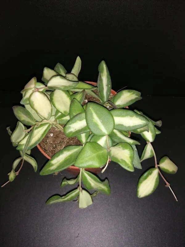 Hoya meredithii, foto 5