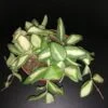 Hoya Meredithii, foto 6