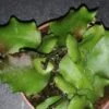 Hoya endauensis, pianta da interno