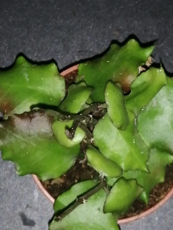 Hoya endauensis, pianta da interno