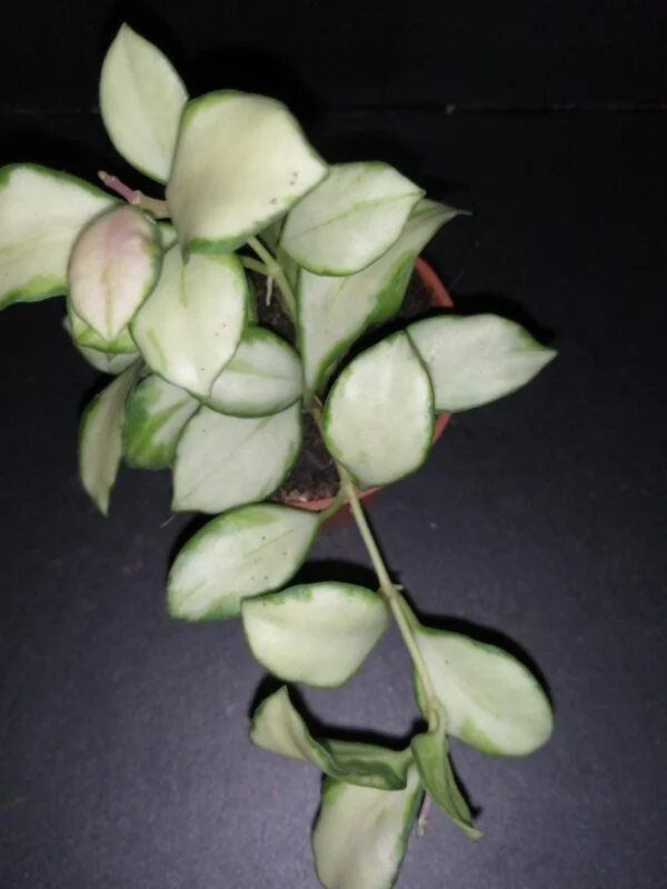 Hoya meredithii, foto 10