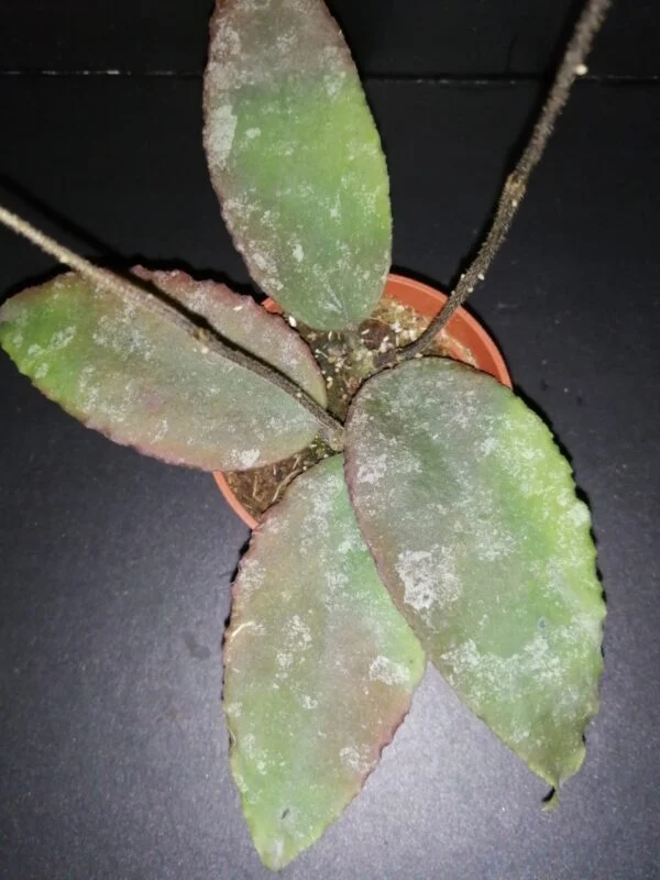 Hoya meredithii, foto 11