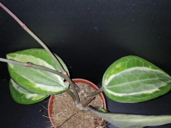 Hoya meredithii, foto 14