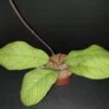 Hoya meredithii, pianta da interno