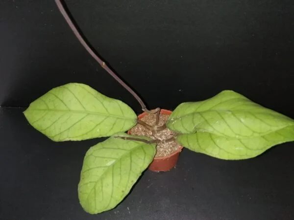 Hoya meredithii, pianta da interno