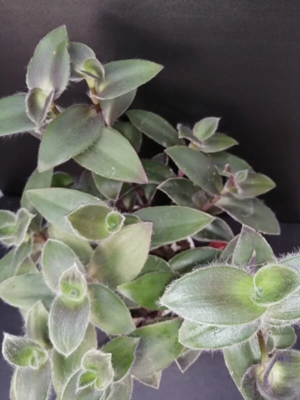 Tradescantia pallida Pale Puma, pianta da interno
