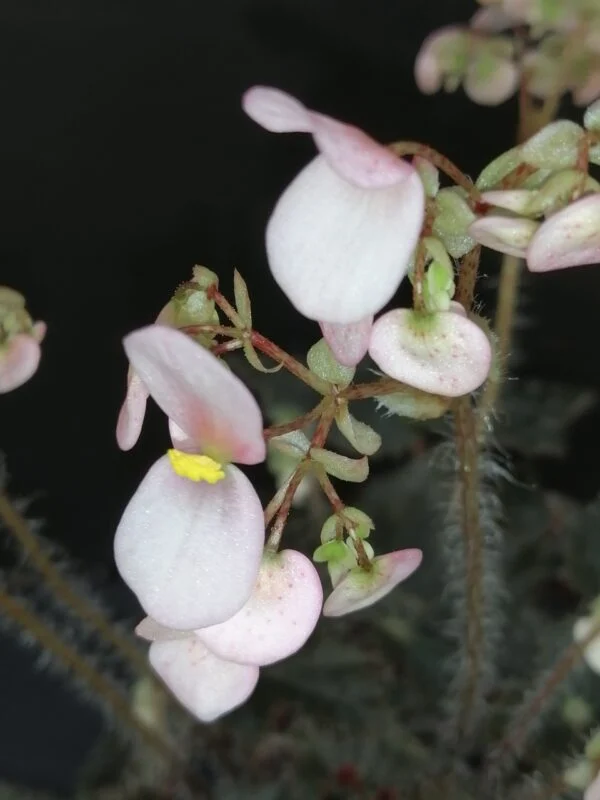 Begonia 'Joe Hayden', foto 4