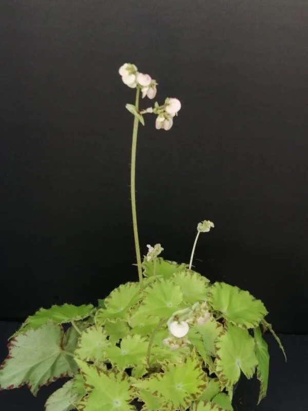 Begonia Lima Love Beleaf, foto 4