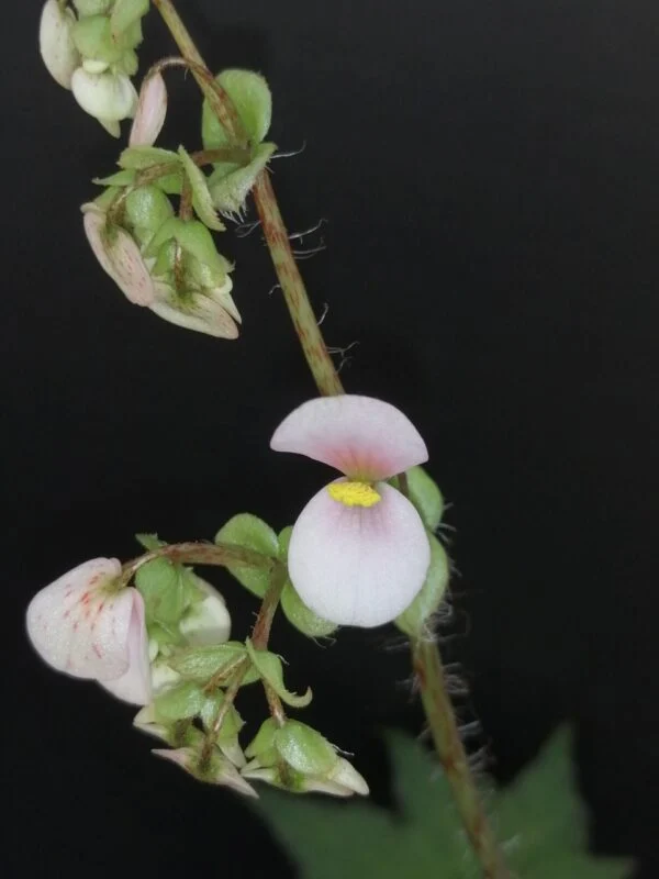Begonia Silvana, foto 3