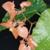 Begonia 'Orange Rubra', pianta da interno