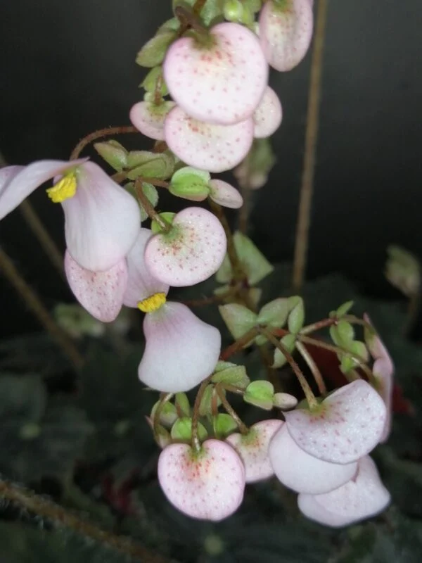 Begonia Calimero, foto 4