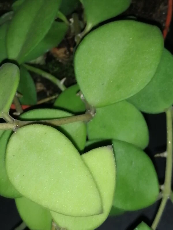 Hoya nummularioides, foto 8