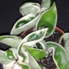 Hoya nummularioides, foto 6