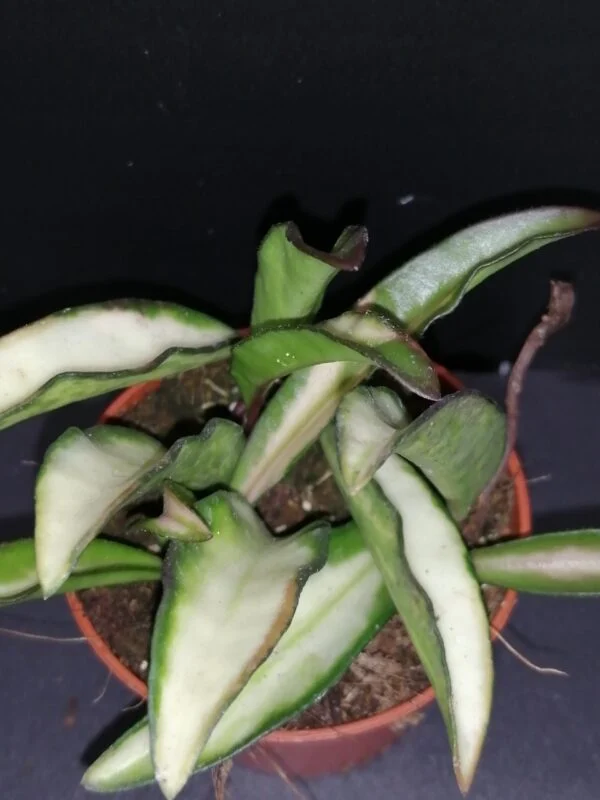 Hoya Mathilde, foto 9