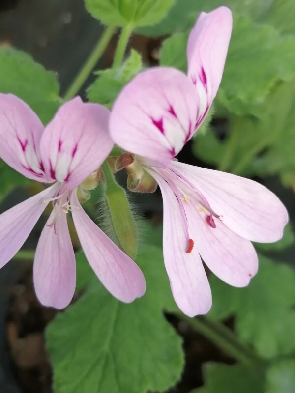 Eomecon chionantha, foto 6