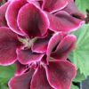 Pelargonium Regal Don Bliss, pianta da esterno