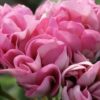 Pelargonium Sweet Jess, pianta da esterno