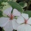 Pelargonium Mrs Mappin, pianta da esterno
