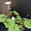 Eomecon chionantha, pianta da esterno