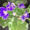 Saintpaulia ionantha Dark Blue Curly, pianta da interno