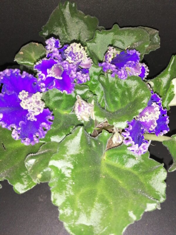 Saintpaulia ionantha Dark Blue Curly, pianta da interno