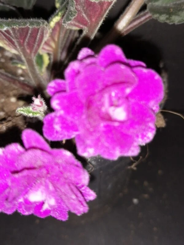 Saintpaulia ionantha hyb, foto 2