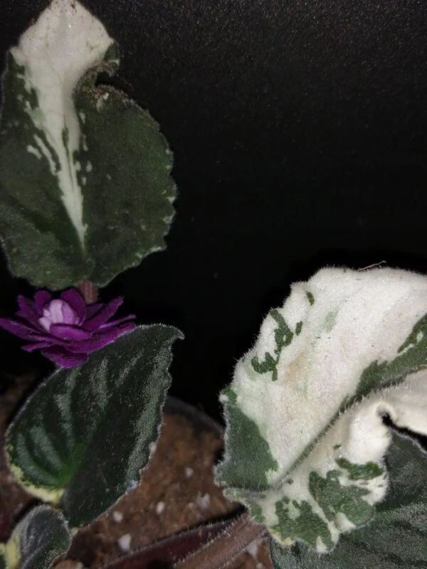 Saintpaulia ionantha hyb, foto 3