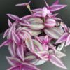 Tradescantia Pink Paradise, pianta da interno