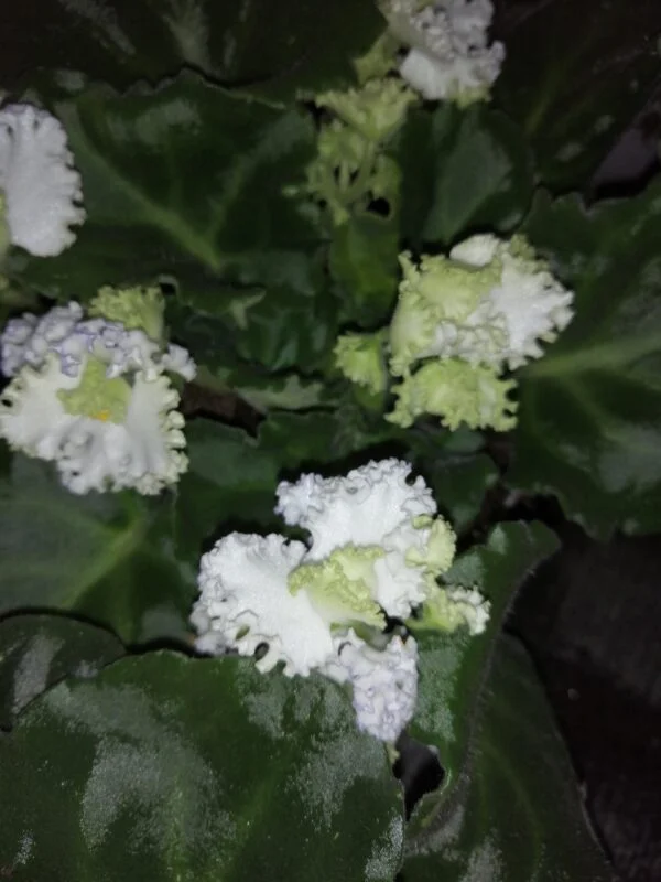Saintpaulia ionantha White and green Curly, pianta da interno
