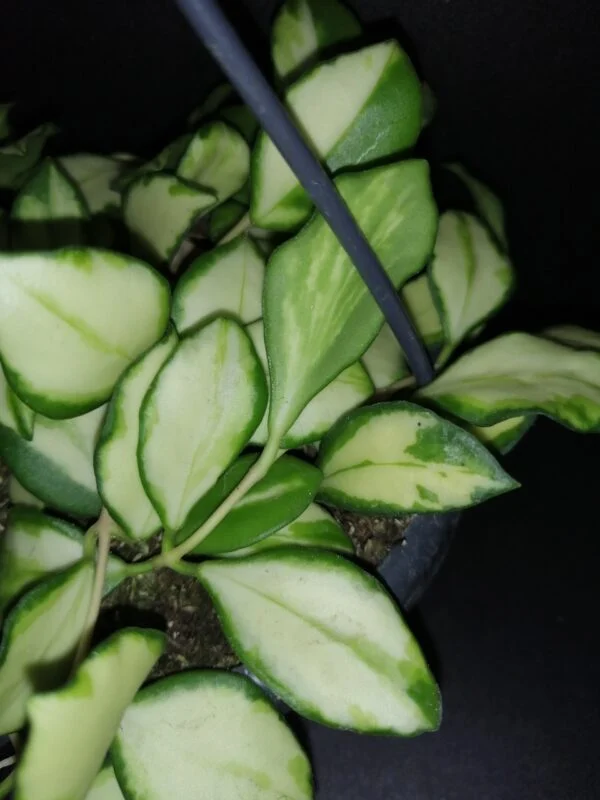 Hoya heuschkeliana variegata, foto 2