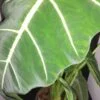 Alocasia micholitziana frydek, pianta da interno