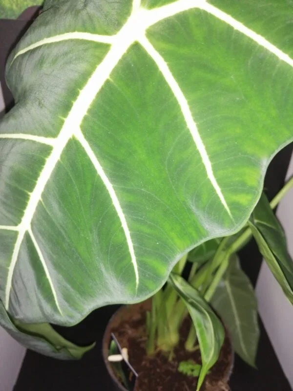 Alocasia micholitziana frydek, pianta da interno