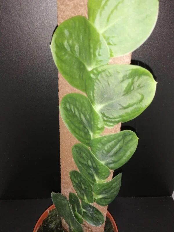 Raphiodophora celatocaulis , sin. r. korthalsii, pianta da terrario