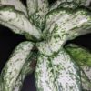 Aglaonema White Kiwi, pianta da interno