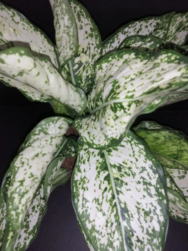 Aglaonema White Kiwi, pianta da interno