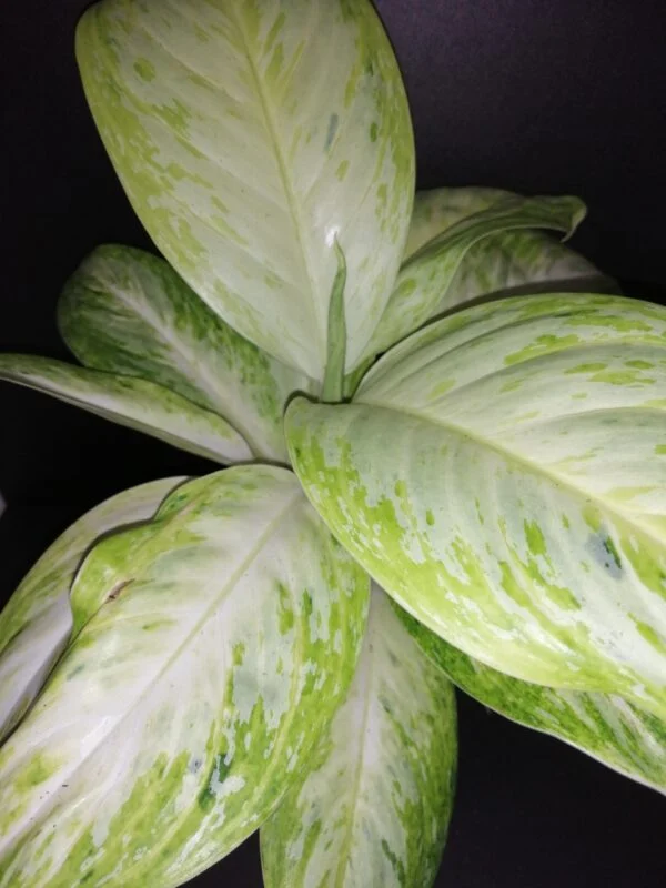 Aglaonema Arctic Lime, pianta da interno