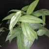 Philodendron Cebu Blue, pianta da interno