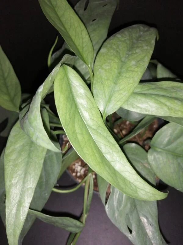 Philodendron Cebu Blue, foto 2