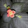 Kohleria Silver Feather, pianta da interno