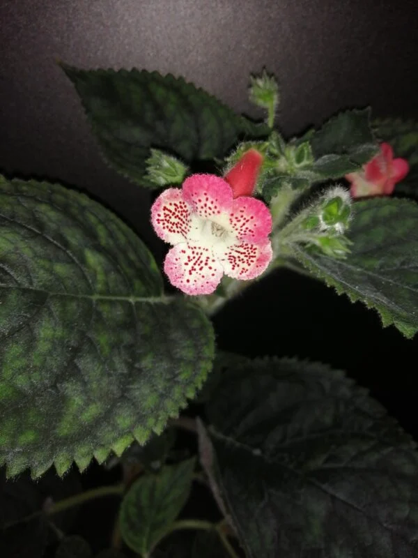 Kohleria Fenix Lima, pianta da interno