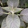 Kohleria Queen Victoria, pianta da interno