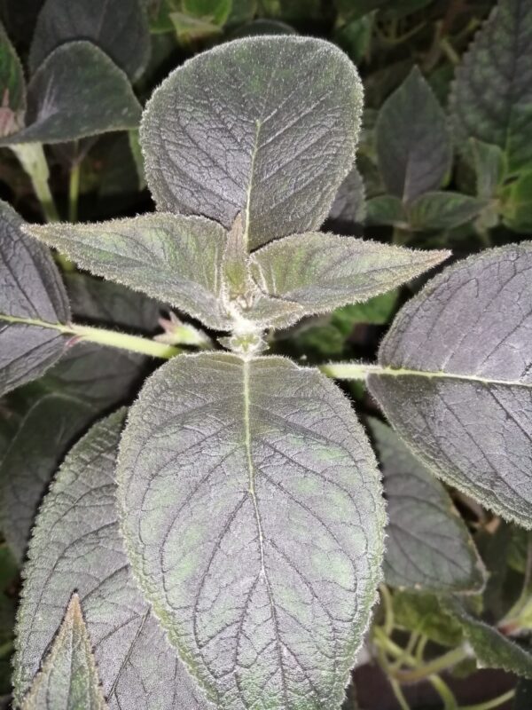 Kohleria Queen Victoria, pianta da interno