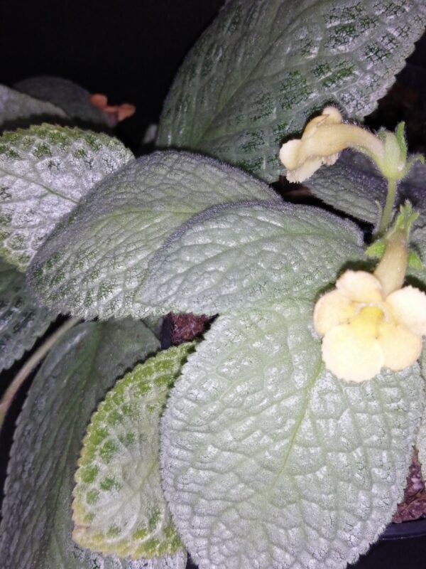 Episcia Jim Hall's Choice, pianta da interno