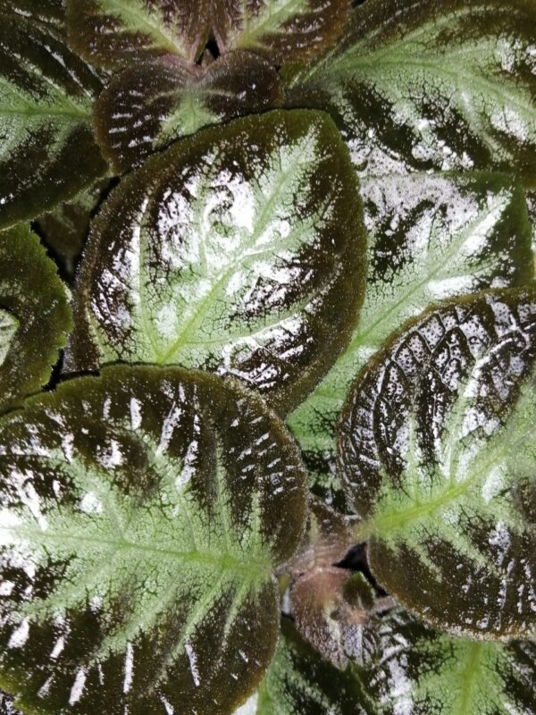 Episcia cupreata, foto 2