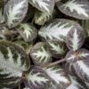 Episcia Silver Shield, pianta da interno
