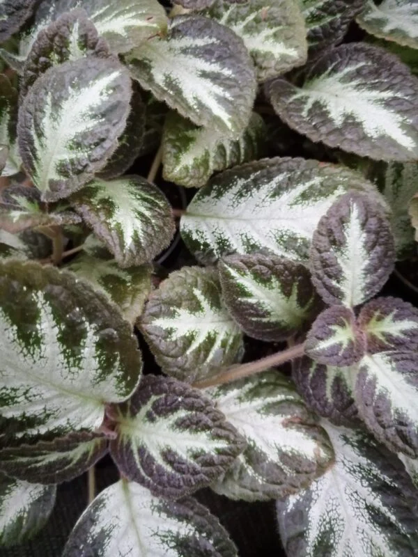 Episcia Silver Shield, pianta da interno